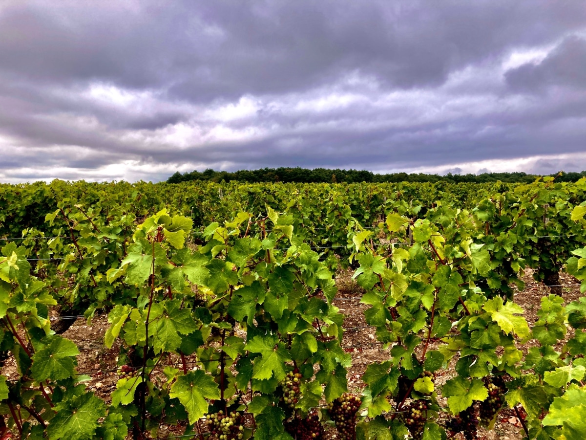 Vignoble sous l'orage