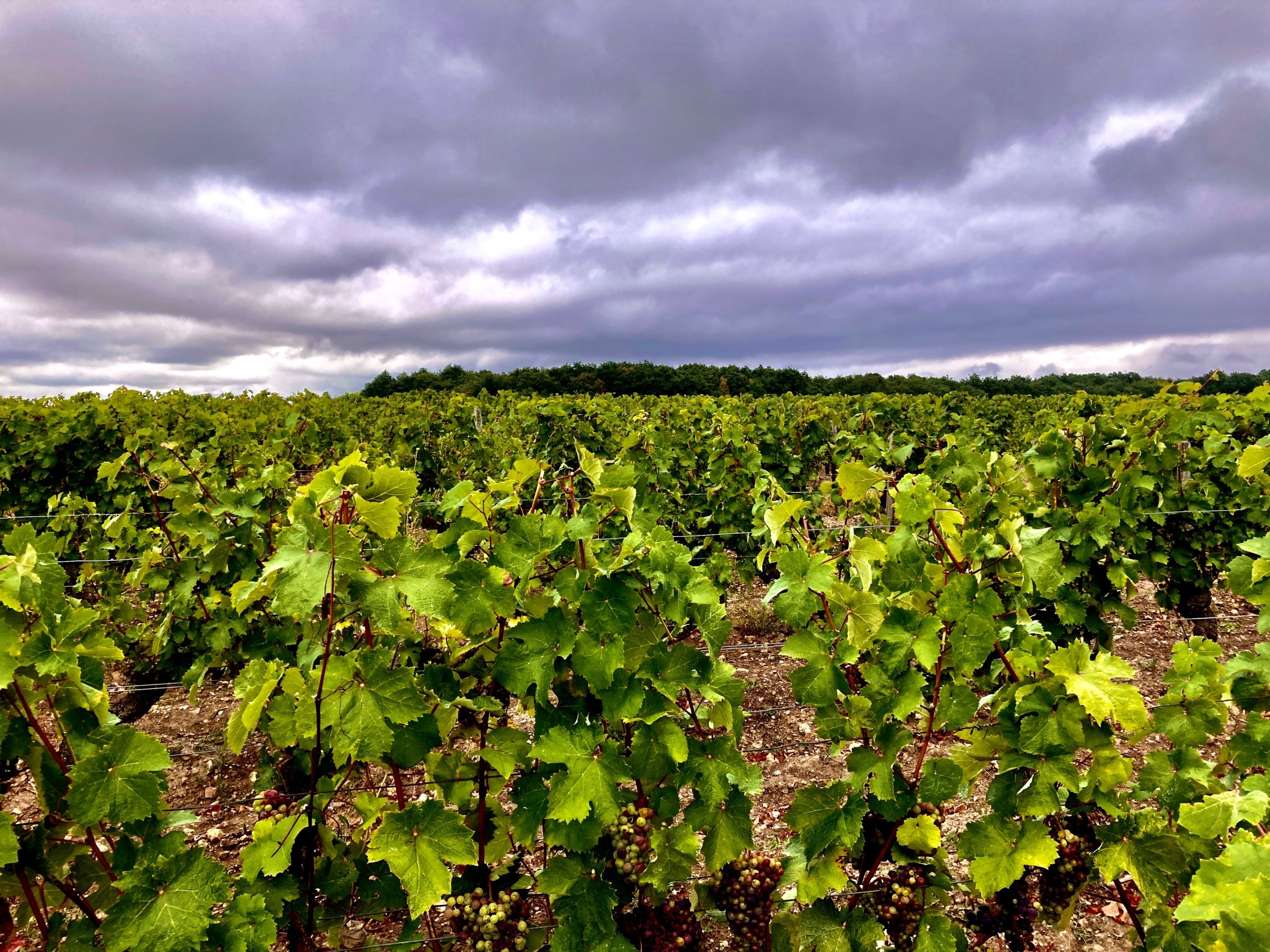 Vignoble sous l'orage