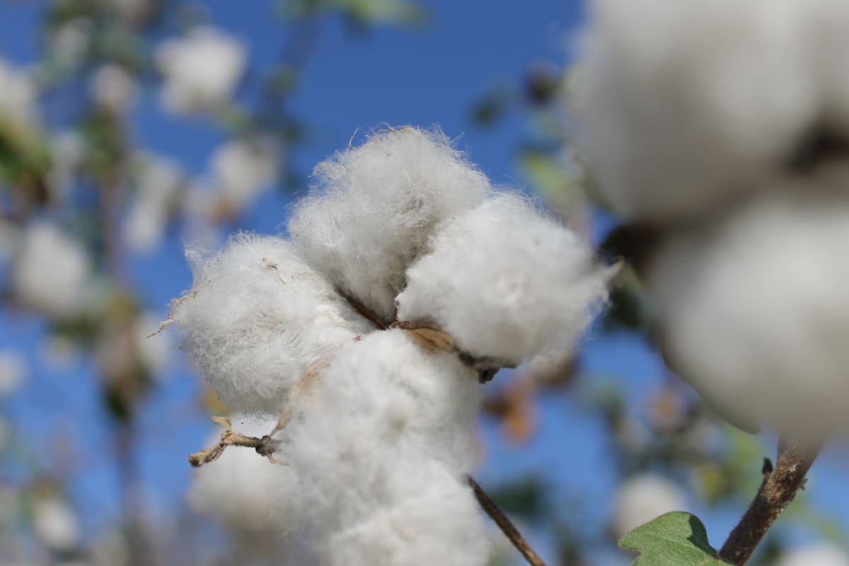 fleur de coton
