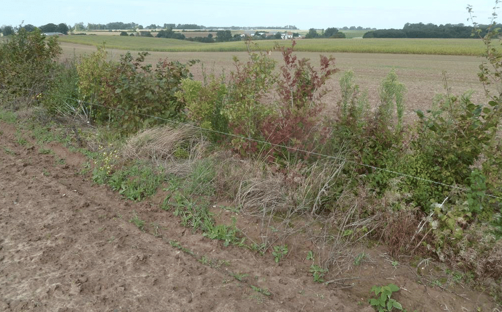 haie bocagère