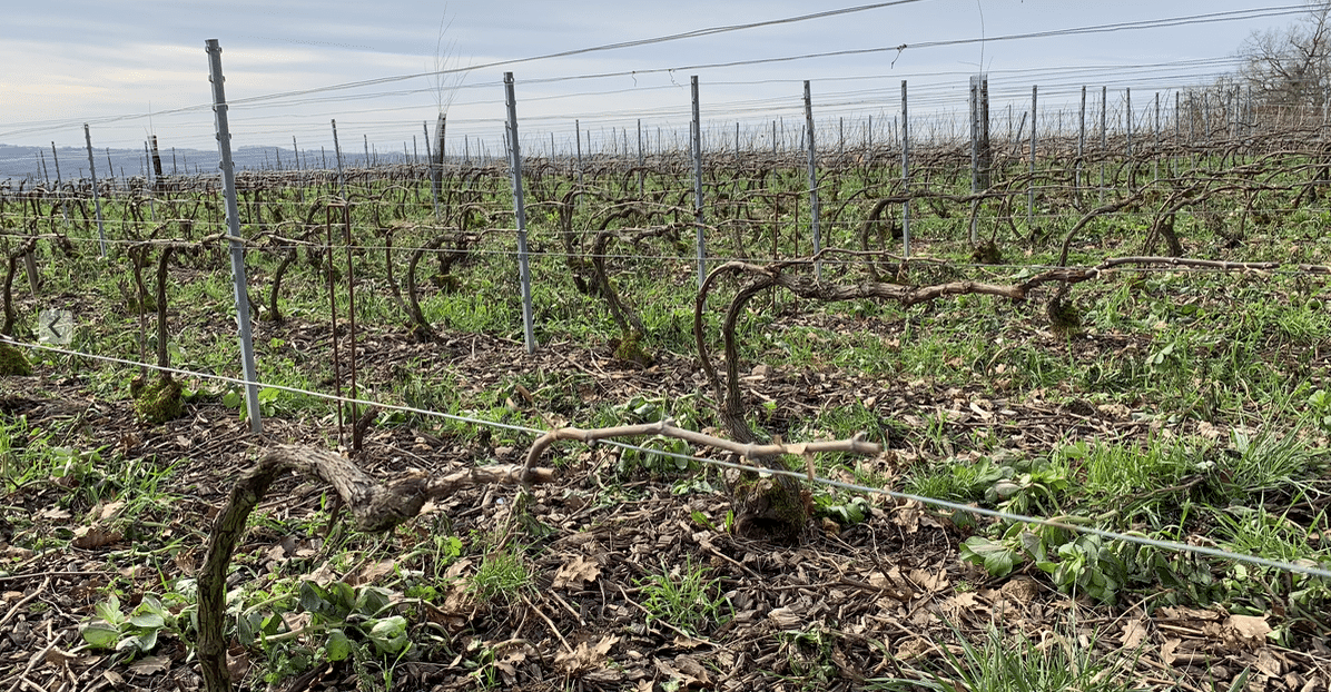 Vignoble Champagne