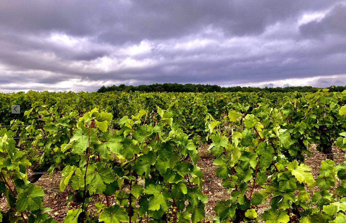 Vigne sous un orage