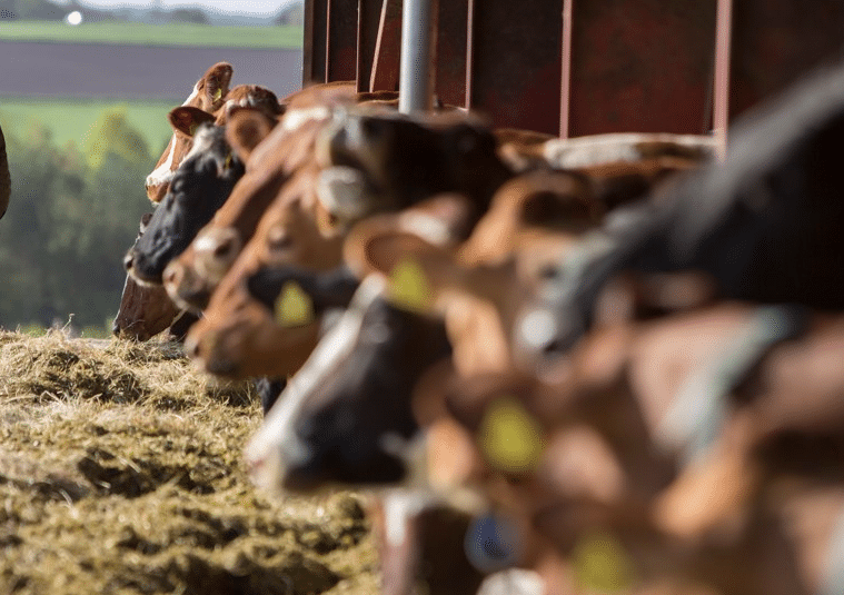 Vaches