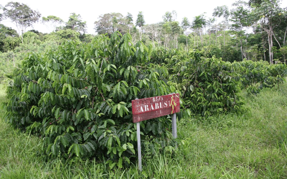 Plantation de café