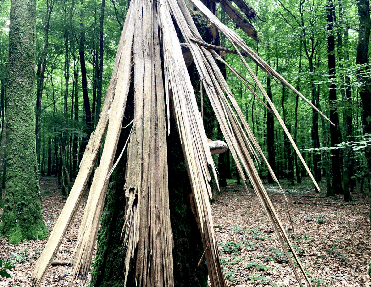 Arbre éclaté