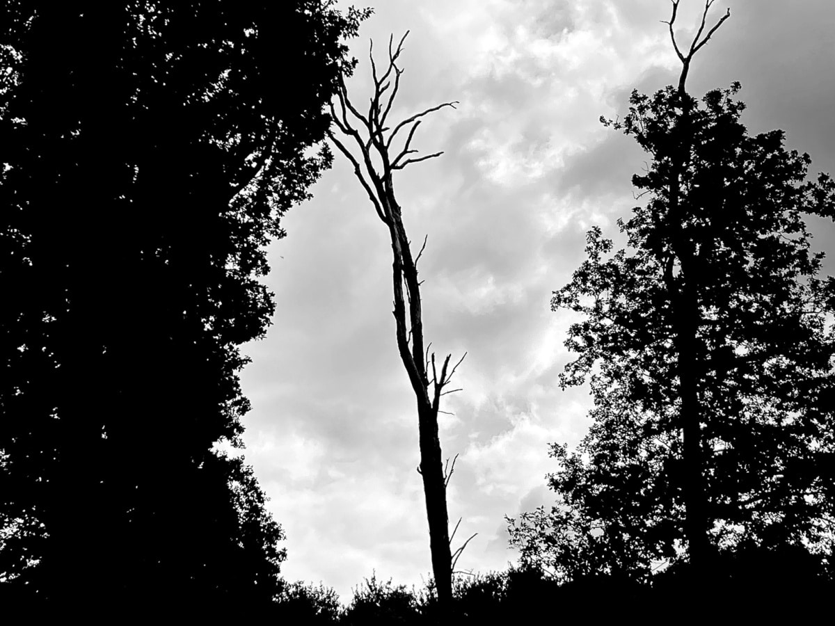 Arbre sec