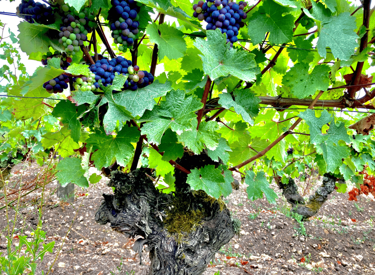 Pied de vigne