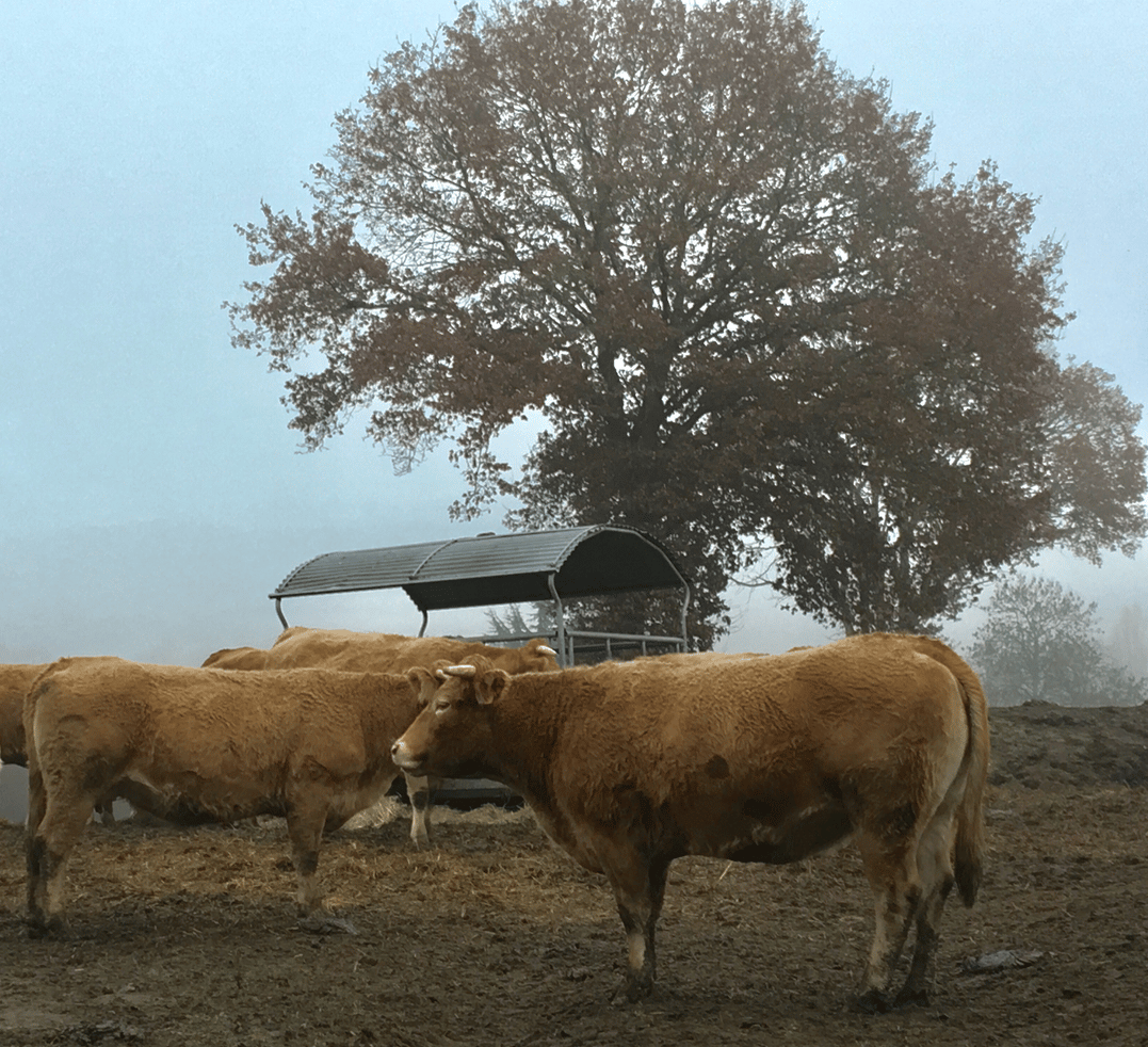 Vaches en hiver