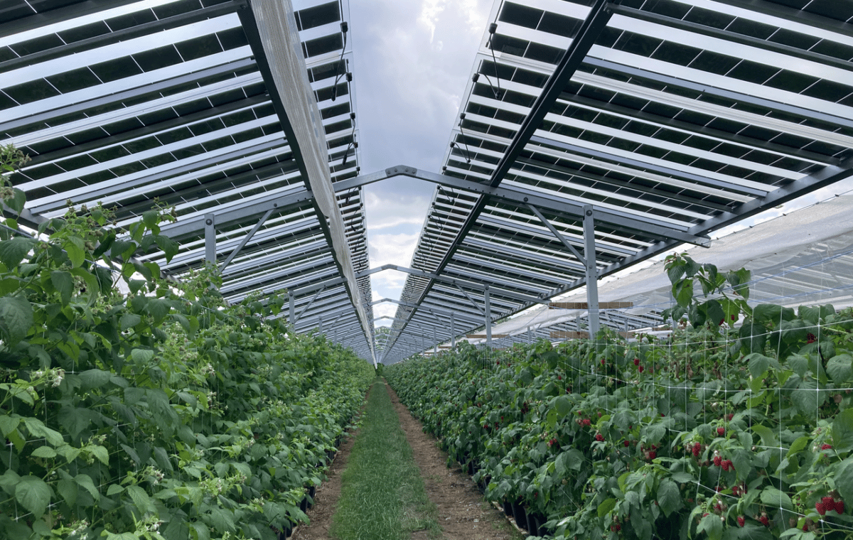 Centrale agrivoltaïque