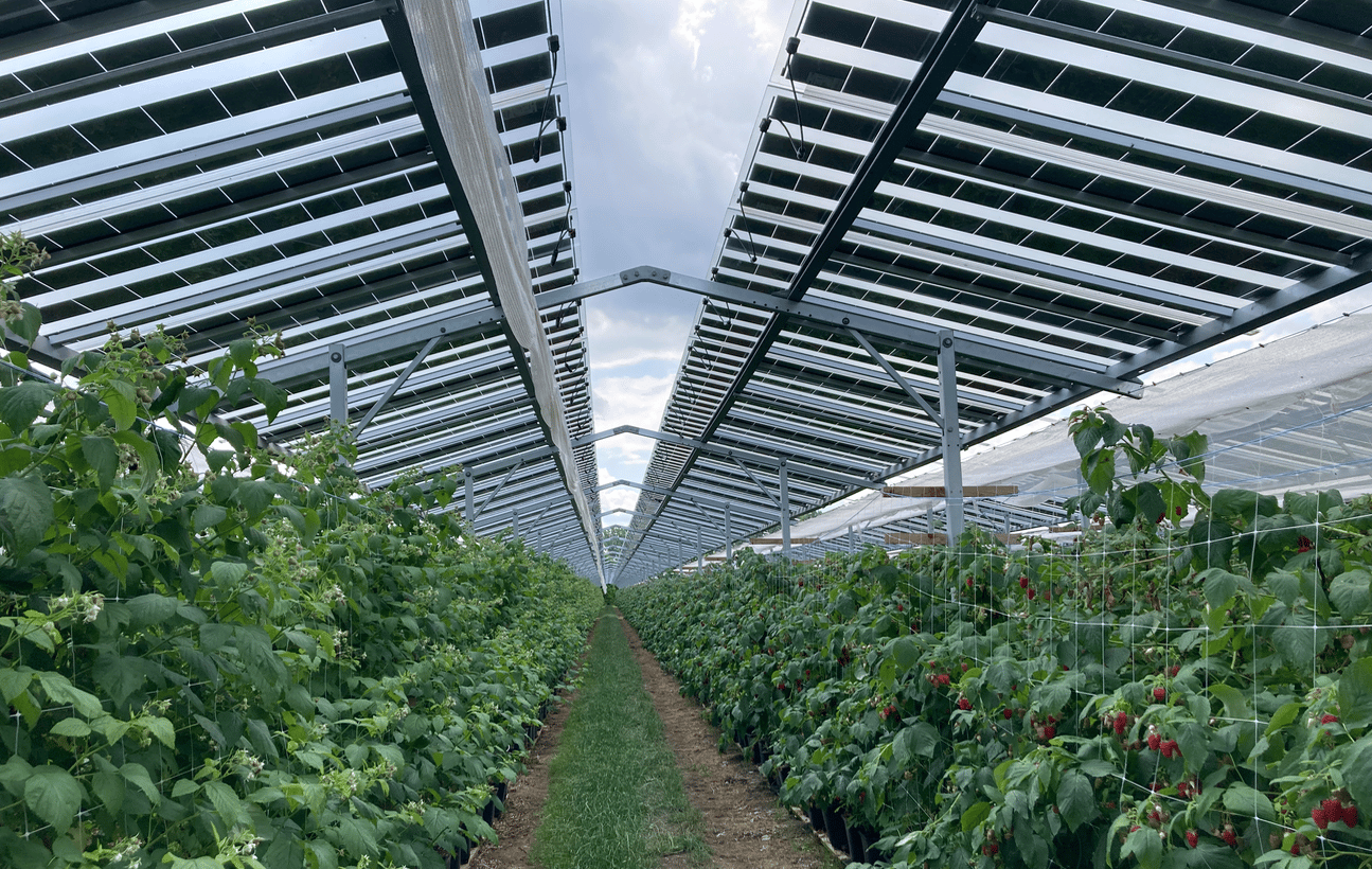 Centrale agrivoltaïque