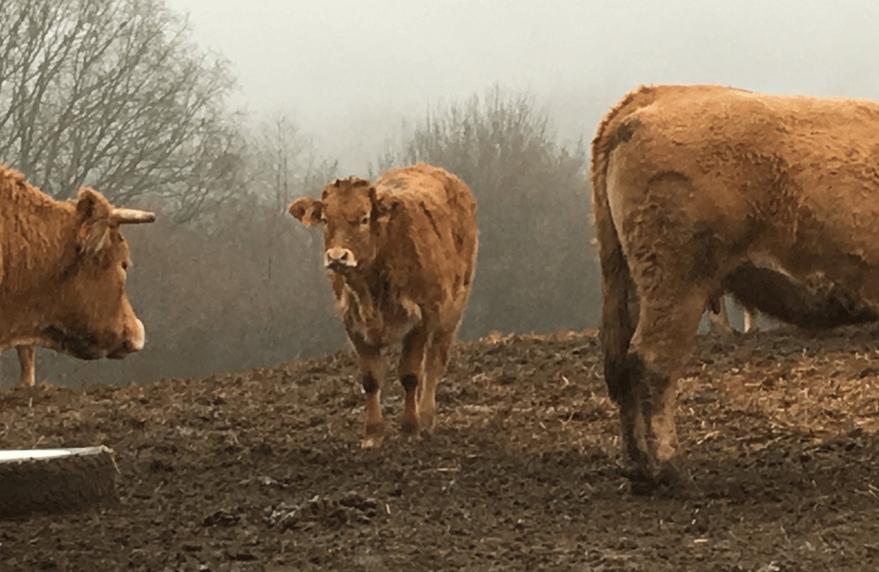 Les trois vaches