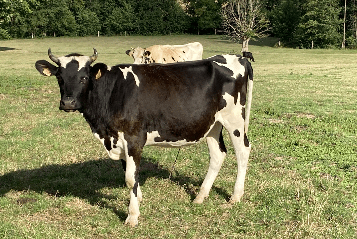 Veau et vache