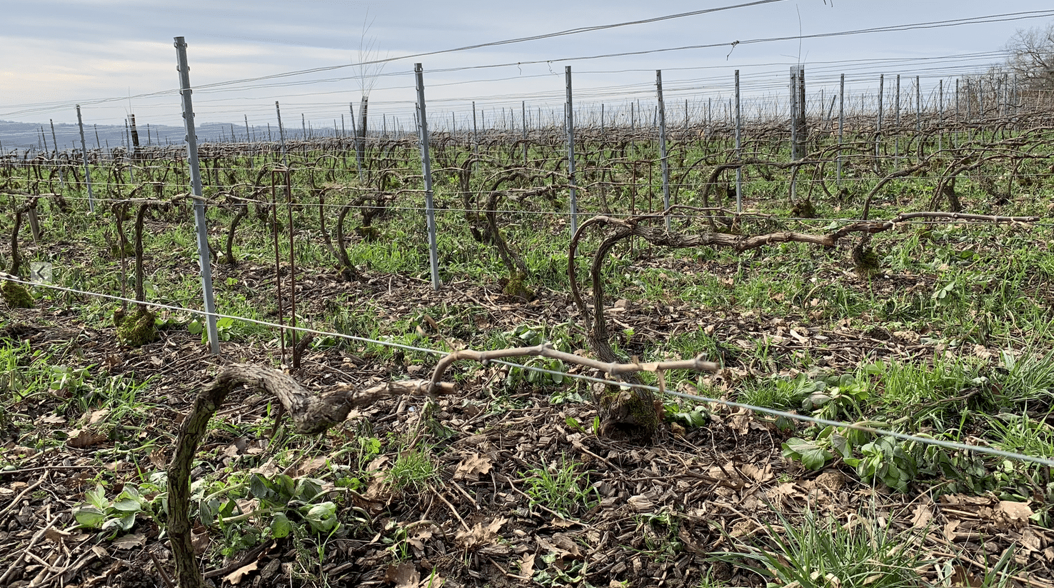 Vignes