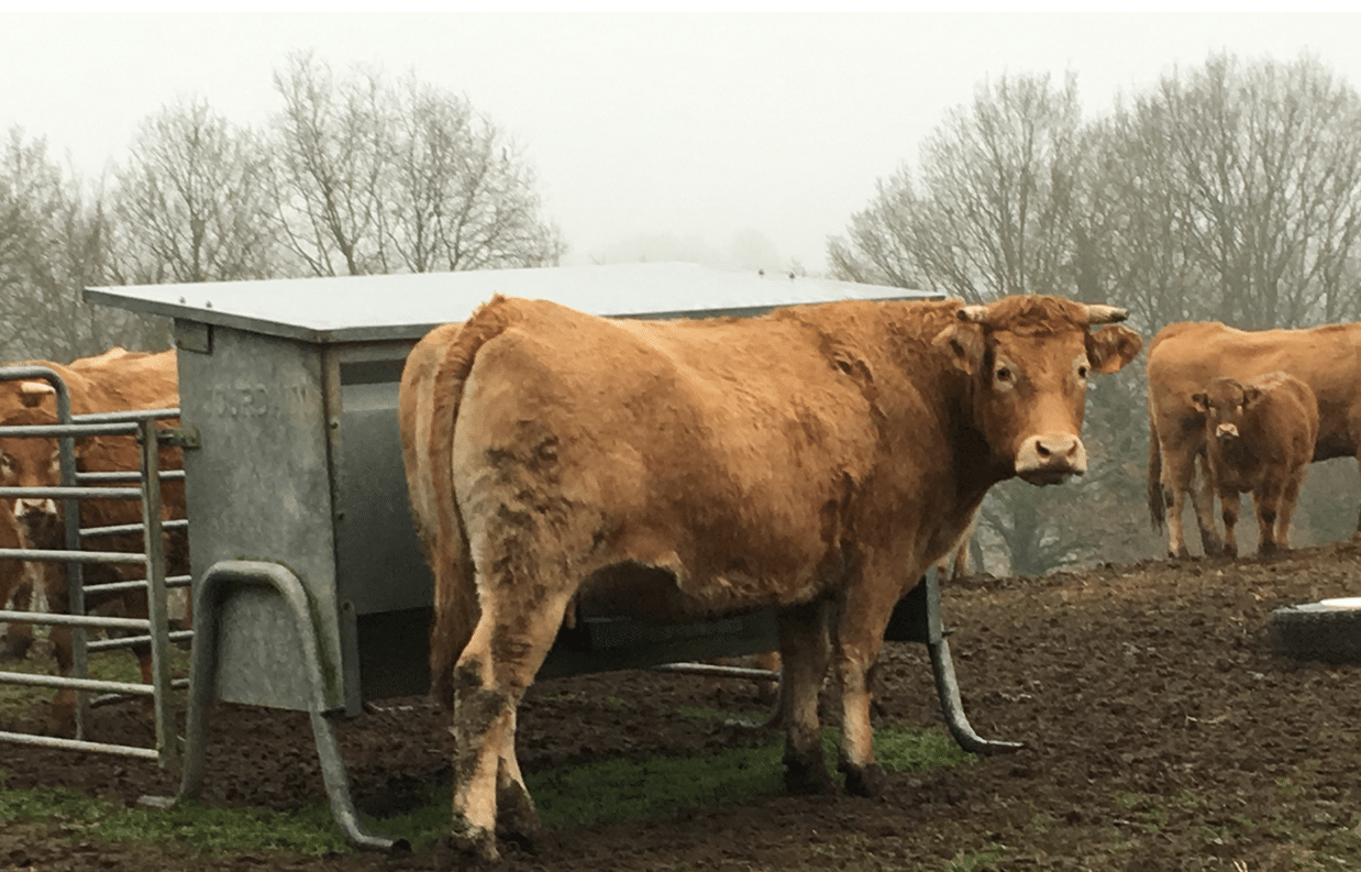 Vaches et veaux