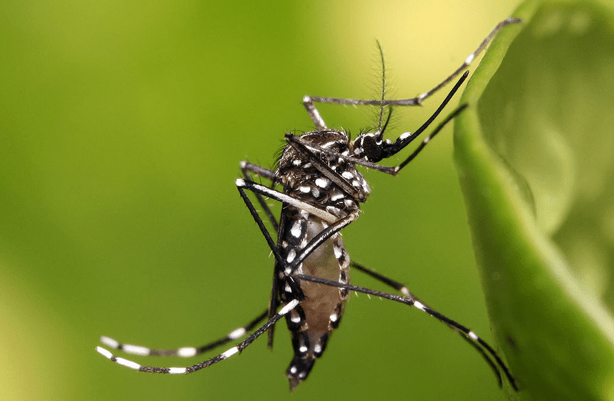 Aedes aegypti