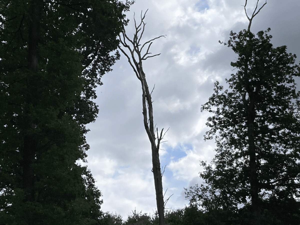 Arbre mort