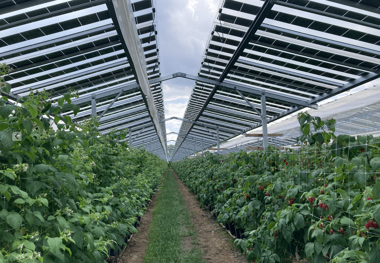 serre agrivoltaïque