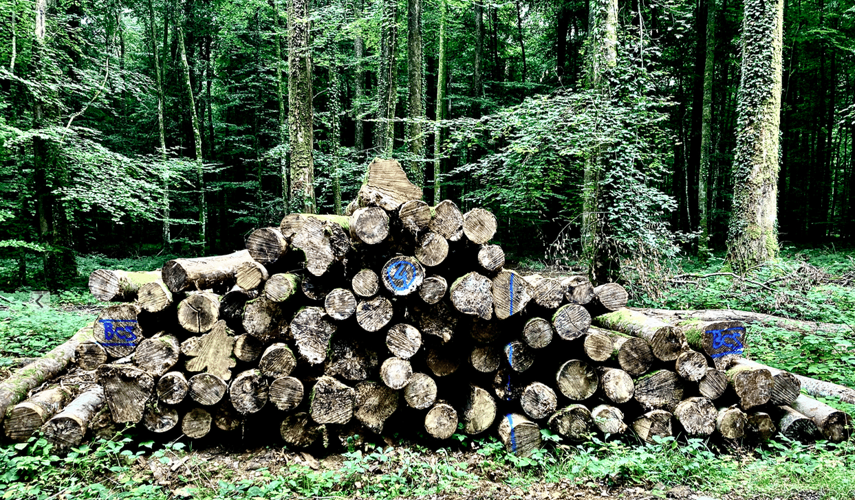 Bois et forêts