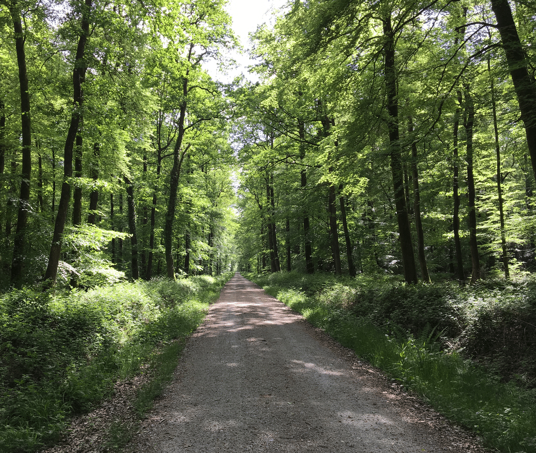 Forêt