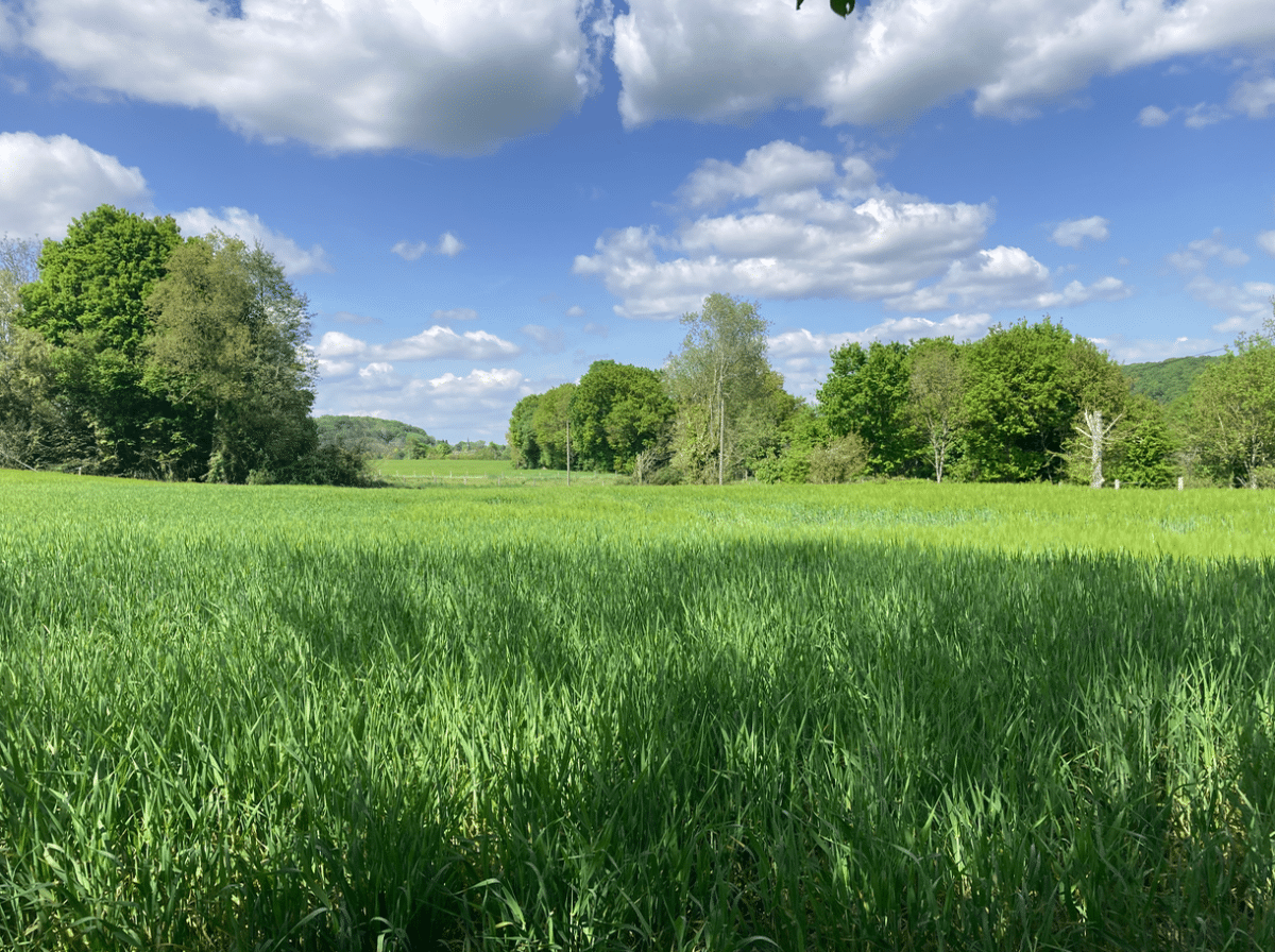 Champ de blé