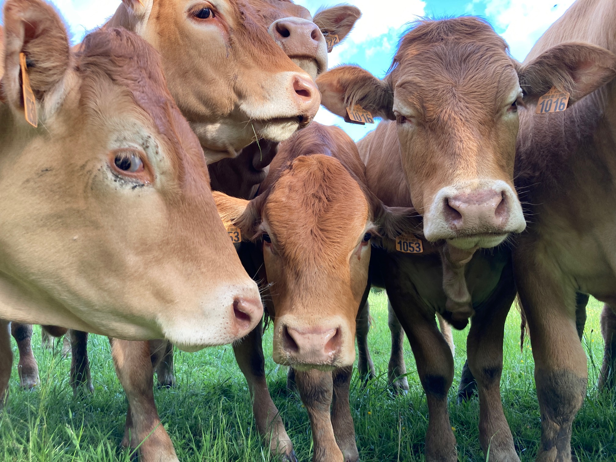 vaches