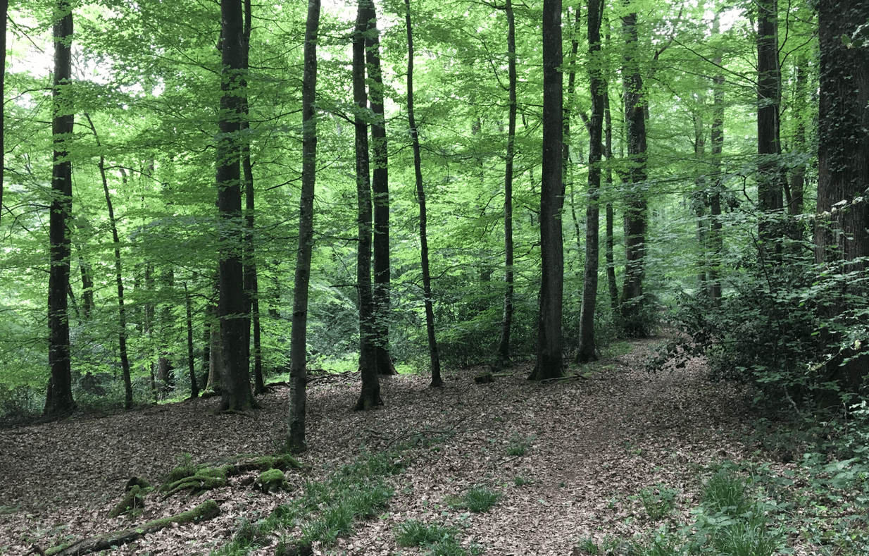 Forêt