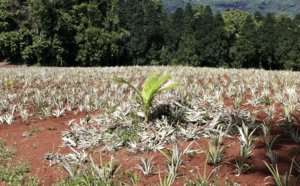 Plantation