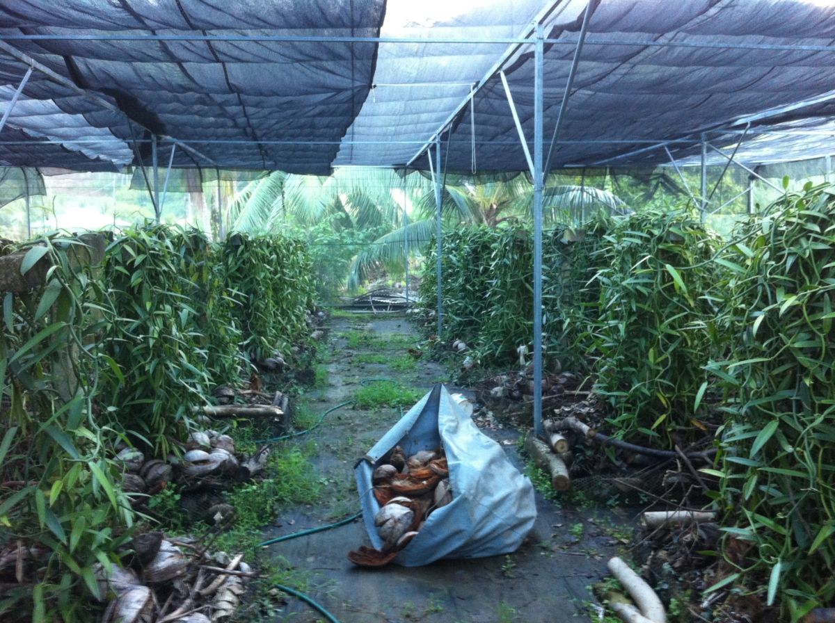 Plantation de vanille.