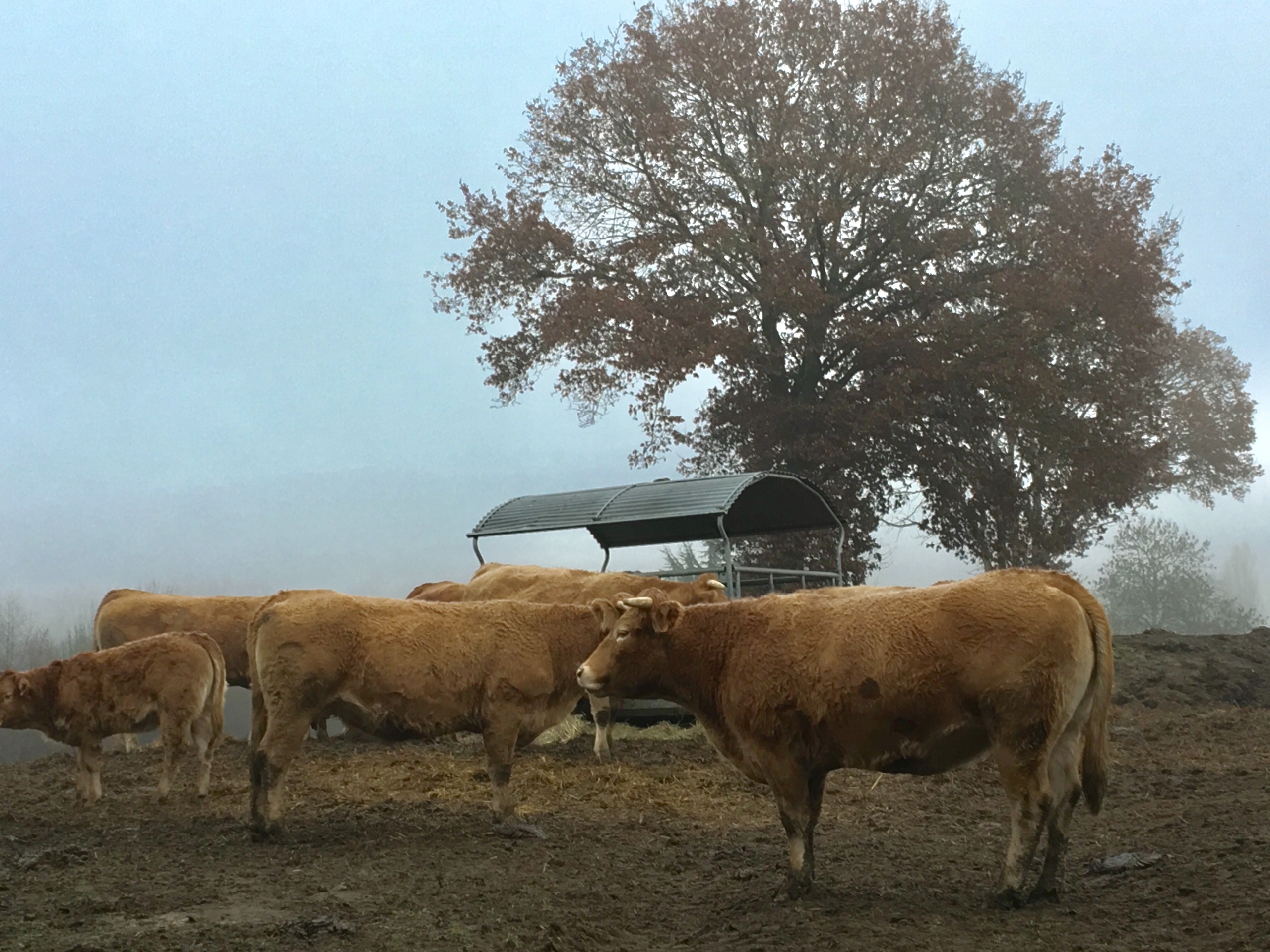 Vaches