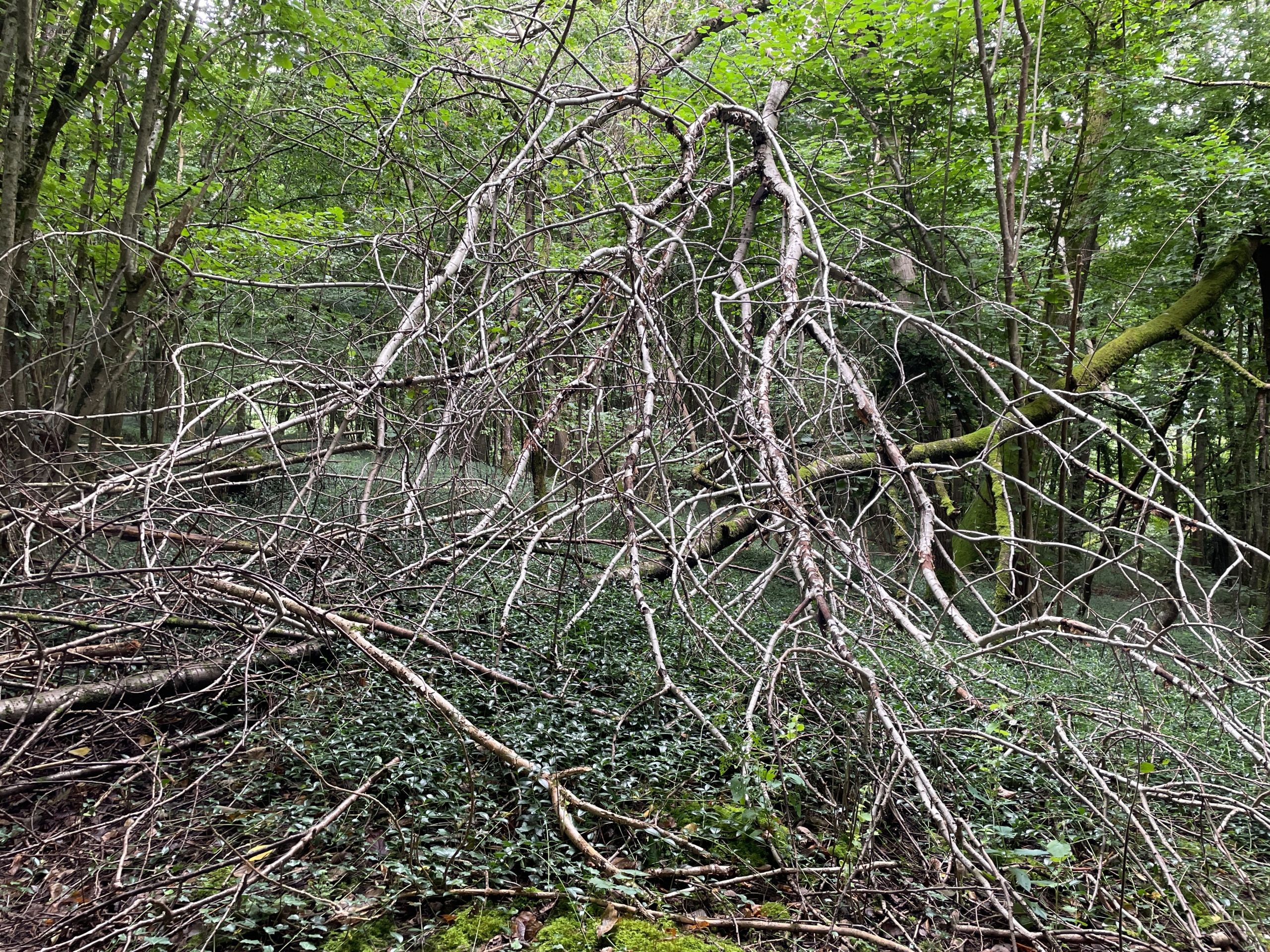 Arbres morts en forêt