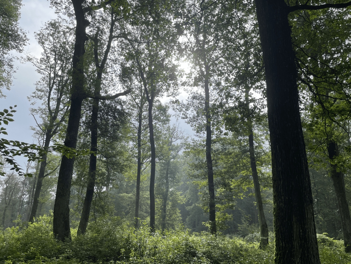 Forêt de Dordogne