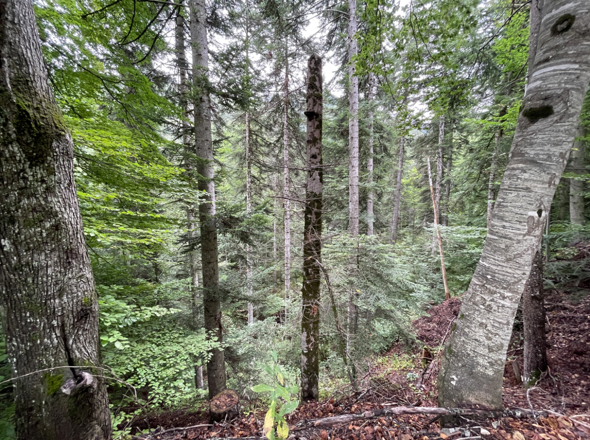 Forêt de feuillus