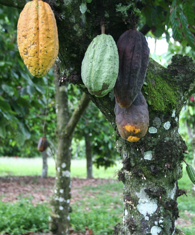 Cacaoyer