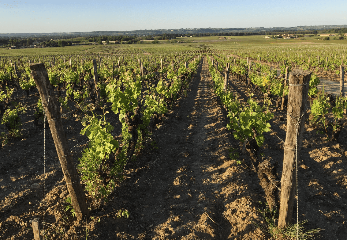vignes